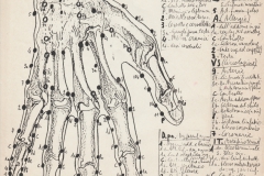 Una delle tavole anatomiche con agopunti